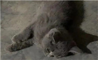 犯了什么错会投胎成猫