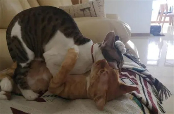 公猫绝育一年了忽然又骑 公猫绝育一年了忽然又骑