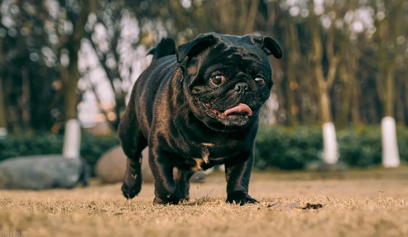 新手怎么挑选八哥犬？