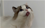 猫的陪伴作文