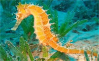 海缸能养海马吗