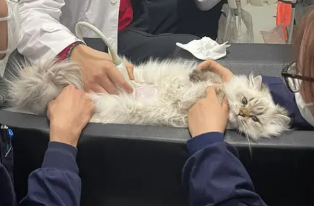 猫打完疫苗后的不良反应 猫打完疫苗后的不良反应