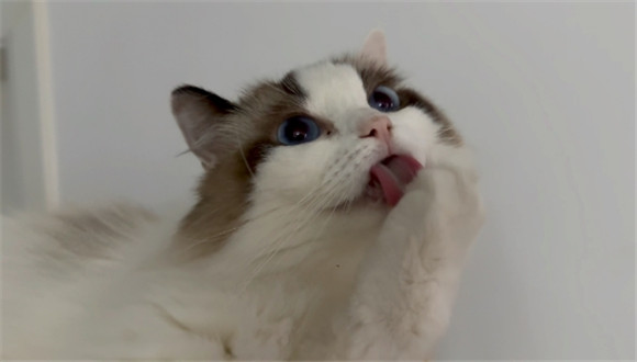 猫的陪伴作交
