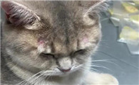 大部分人被猫抓伤不打针