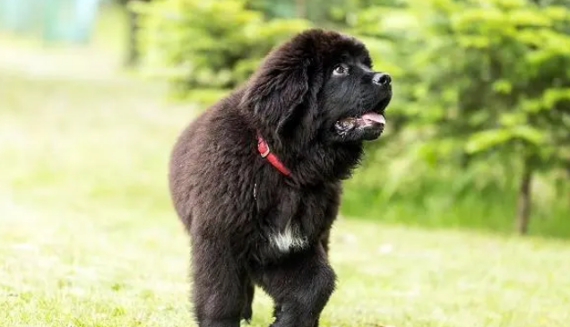 纽芬兰犬和伯恩山犬你知道吗?有多了解? 纽芬兰犬和伯恩山犬你知道吗?有多了解?