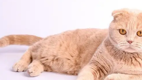 如果猫咪出现这10个症状，则有可能是健康出现了问题！ 