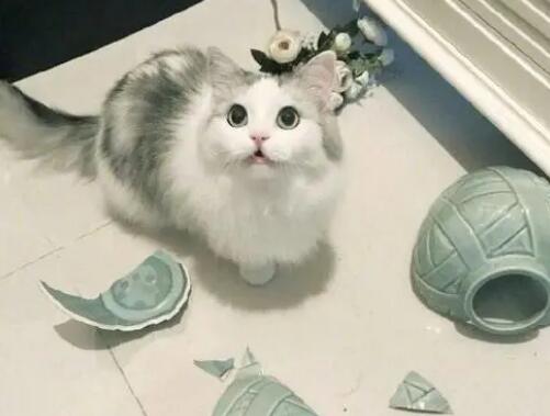 猫打碎花瓶预示着什么