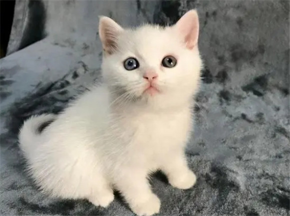 出租房养猫对房东而言有什么影响