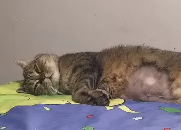 猫传腹是什么症状