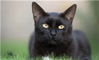 黑猫能不能靠近棺材
