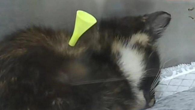 残忍!流浪猫身中10箭死亡,还有多只猫咪被射伤 残忍!流浪猫身中10箭死亡,还有多只猫咪被射伤