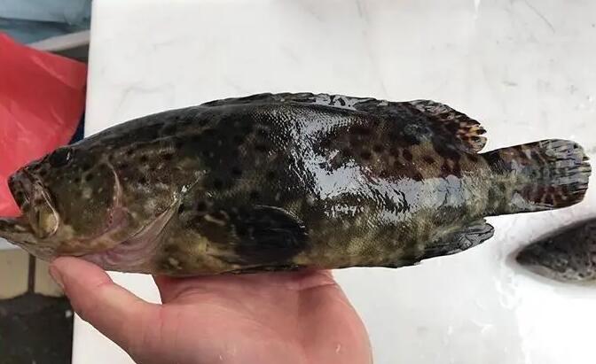 石斑鱼是淡水鱼吗 石斑鱼是淡水鱼吗