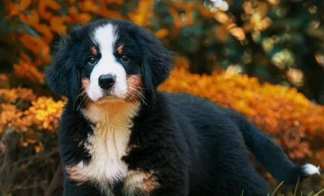 伯恩山犬的性格特点！来看看吧