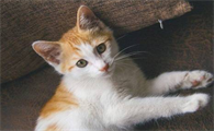 猫吃了药之后呕吐怎么办