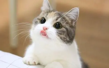猫的性格古怪表现在哪些方面