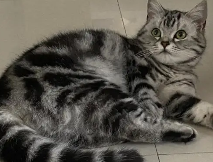 猫掉毛最好的解决办法