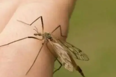 家里突然有蚊子