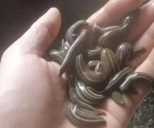 蚂蝗属于什么动物