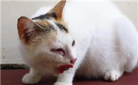 猫吃了蟑螂药会怎么样