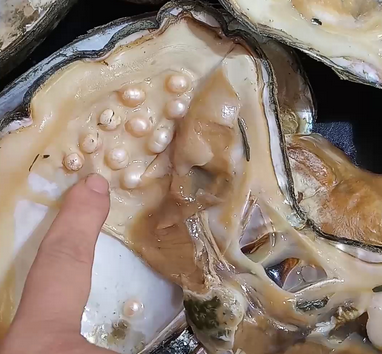 蚌里面有珍珠吗 蚌里面有珍珠吗