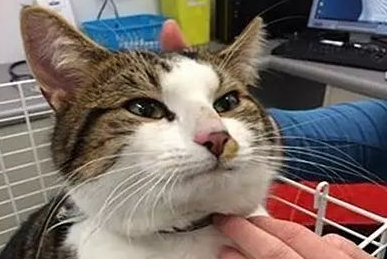猫咪的行为学入门，你造吗？