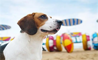 比格犬智商排名第几?真的太意外了!
