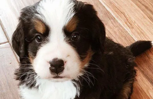 伯恩山犬:萌宠界的新宠,养过就不想换! 伯恩山犬:萌宠界的新宠,养过就不想换!