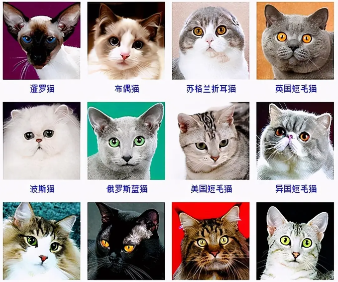 来这了解不同猫星人的特点和注意事项吧~