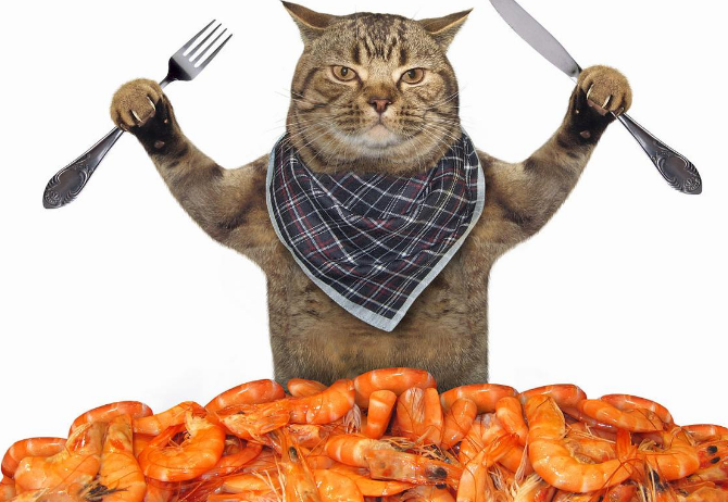 猫最多一顿吃几只虾