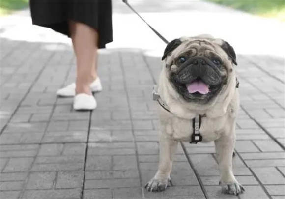 巴哥犬身价大起底，市场价如何？