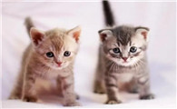 二个月猫咪怎么喂养