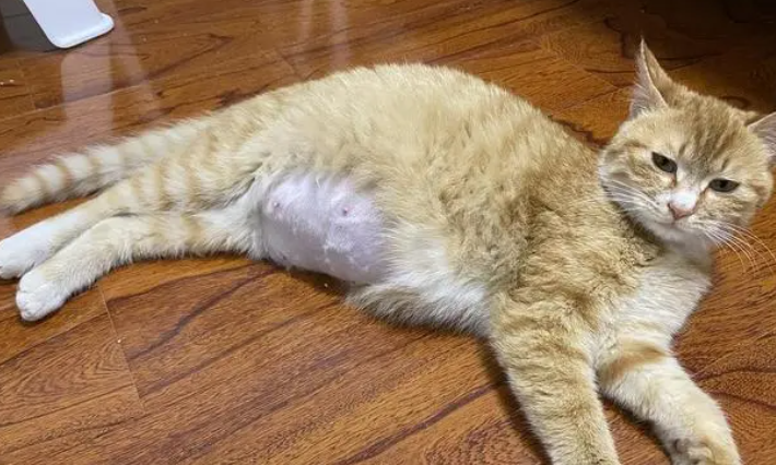 刚生完猫咪的母猫吃什么
