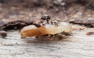 白蚁分布范围