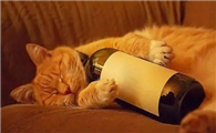 给小猫灌了一口白酒会不会死
