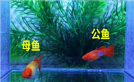 孔雀鱼的公母怎么区分呢？