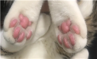 给猫剃脚毛的利与弊