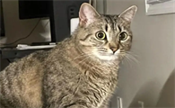 猫传腹最后死的状态什么样子