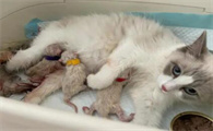 怀孕母猫快要生的征兆