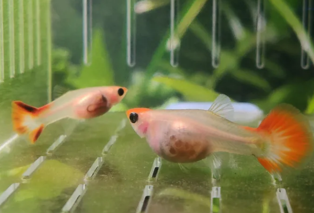 知道最关键的这2点,轻松养好孔雀鱼 知道最关键的这2点,轻松养好孔雀鱼