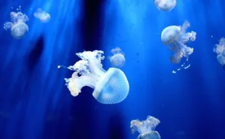 水母有器官吗