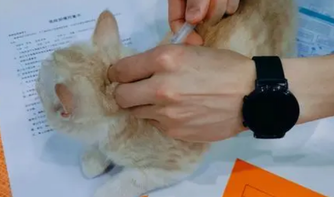 猫打针多少钱一针 猫打针多少钱一针