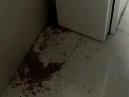 白蚁防治一般多少钱一平方