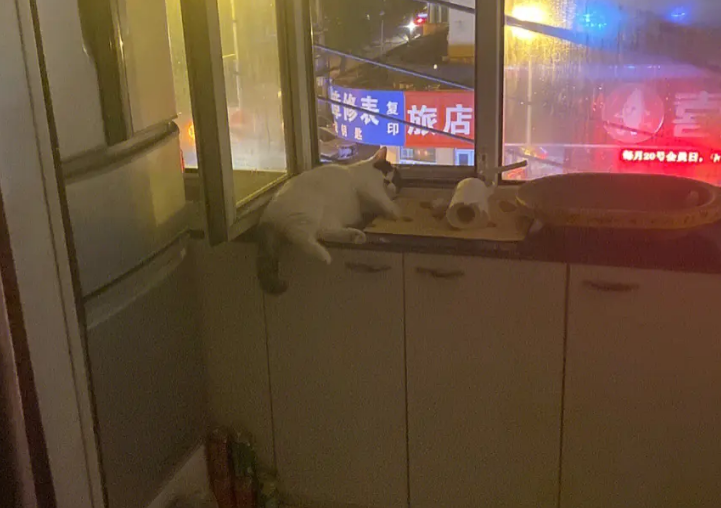 出租屋进猫代表什么预兆