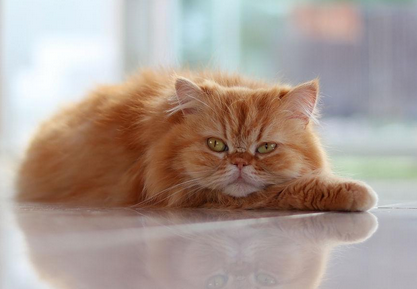 合肥猫舍哪家好