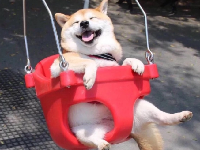 来看看世界上最贵的几种狗! 来看看世界上最贵的几种狗!