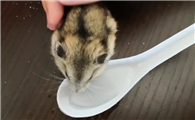 小仓鼠能喝温水吗