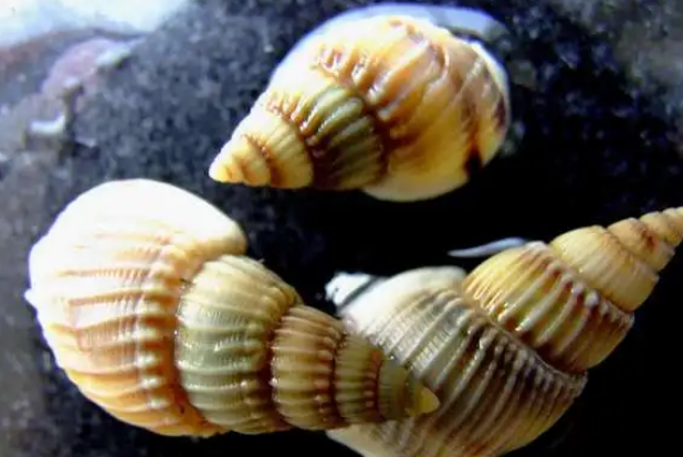 织纹螺和海螺丝区别 织纹螺和海螺丝区别
