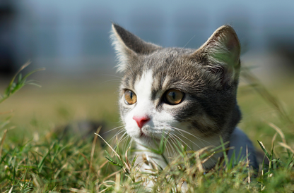 猫传腹肚子硬还是软