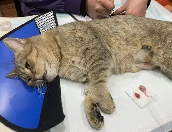 公猫绝育了怎么还有蛋蛋