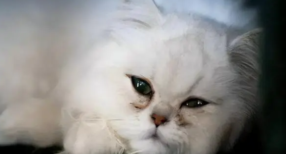 “波斯猫”的弃养率为何这么高?网友:这几点没人能接受 “波斯猫”的弃养率为何这么高?网友:这几点没人能接受